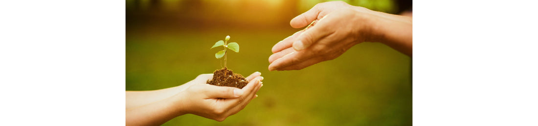 Two hands exchanging a small plant with a blurred green background.