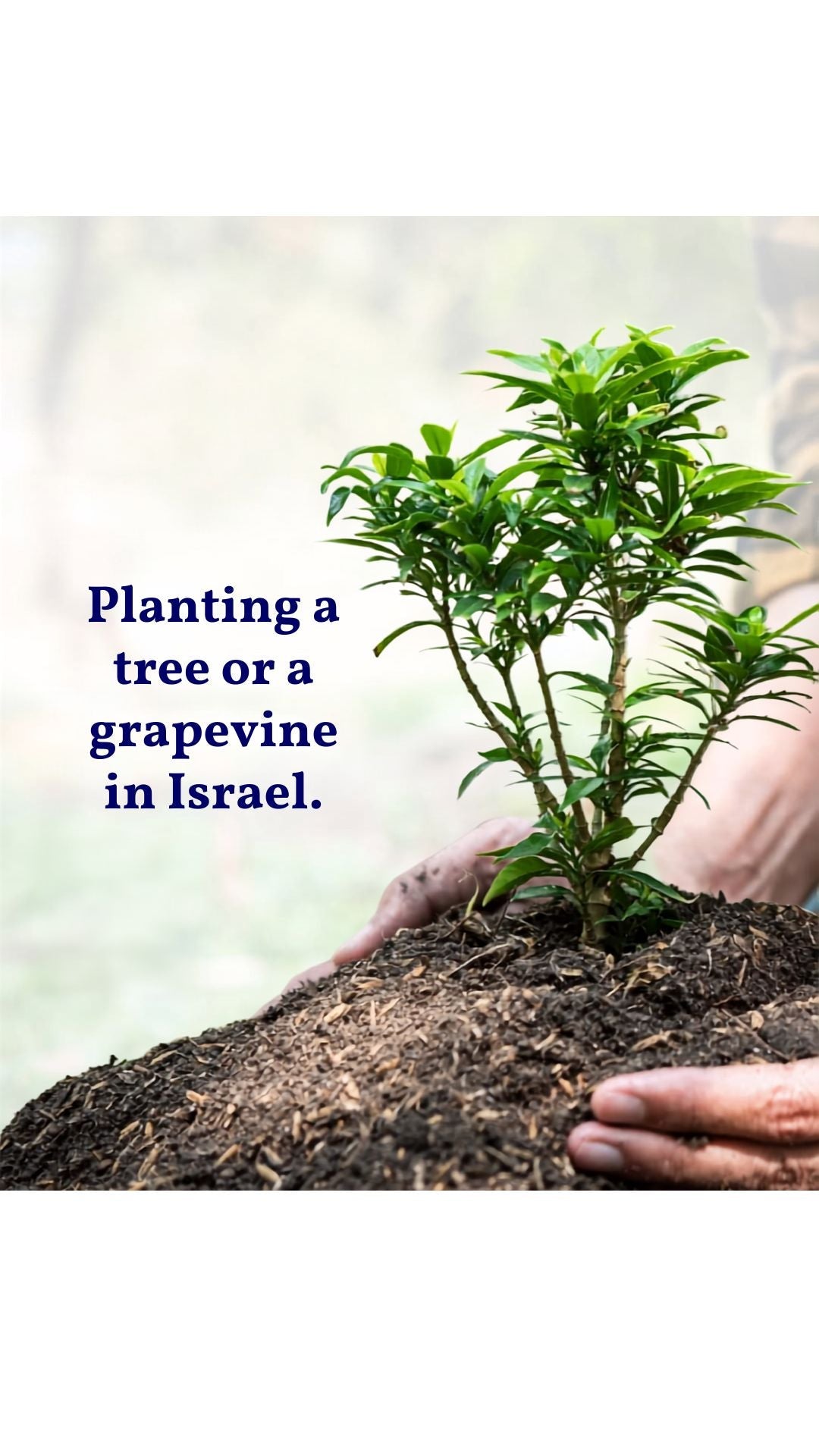 Planting Roots in Israel